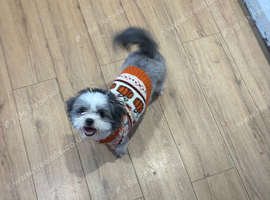 Female Shih Tzu
