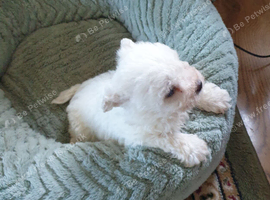 Bichon Frise Puppies