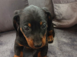 Mini dachshund puppies