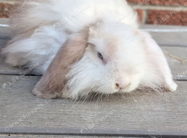 Mini lops ready