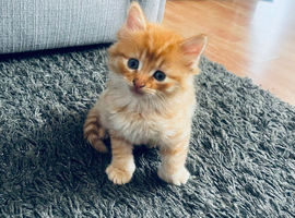 Part maincoon ginger Kittens