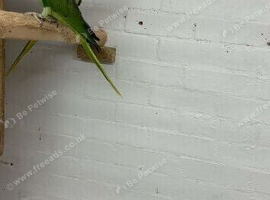 Breeding pair of Alexandrine