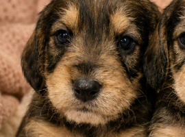 Ready Now - Mini Schnauzer x Cocker (Schnockers)