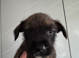 5 female Terrier X Staffy Puppys