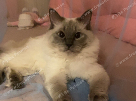 1year old male