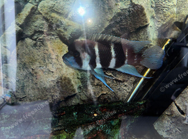 Frontosa cichlid