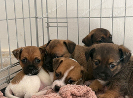 Jack Russell x Dachshund pups