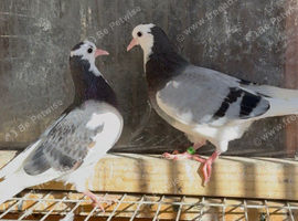 Young Birmingham roller pigeons