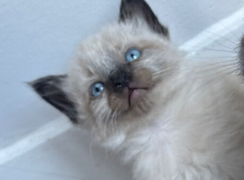 Siamese kittens