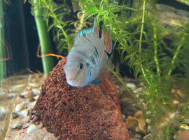 Convict Cichlid Fry swap
