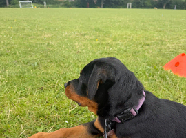 Rottweiller puppie for sale