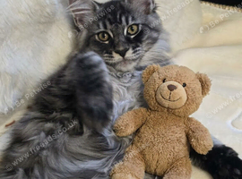 Maine Coon Kittens
