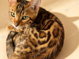 BEAUTIFUL TICA REGISTERED BENGAL - READY NOW