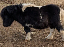 Miniature Shetland Stallion