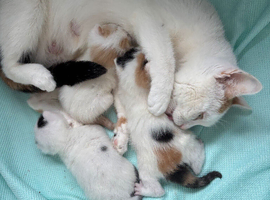 3 beautiful kittens