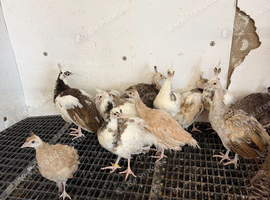 Peachicks 2026
