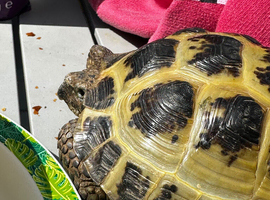 Tortoise for sale