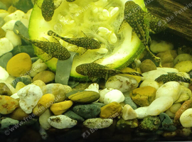 Baby bristlenose plecs