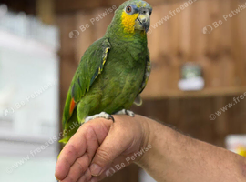 Amazon parrot