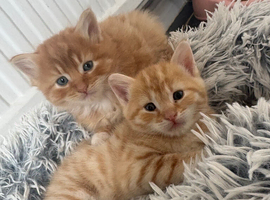 Mixed with Maine Coon kittens all male