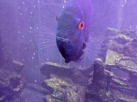 7-8 inch green banded severum