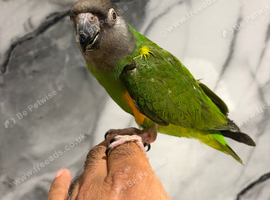 Friendly Super Tame Cuddly Senegal Parrot,22