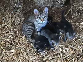 Kittens