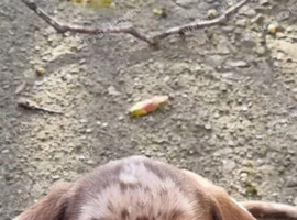 Miniature Dachshund PUPPIES