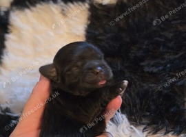Beautiful puppy Shitsu's