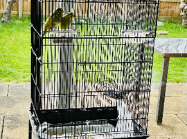 A pair of budgies with cage