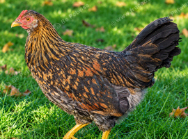 Hybrid - Swedish Flower Hen