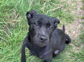 Cane corso cross staffy 14 weeks old