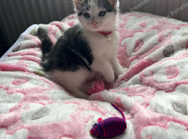 Kitten