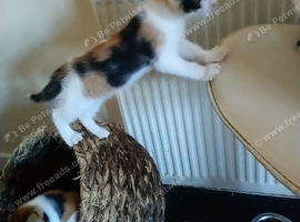 Kittens 9 weeks old