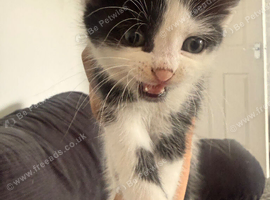 4 kittens need be rehomed asap