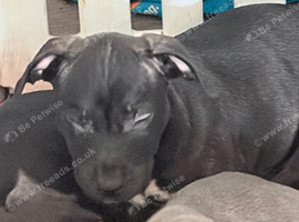 Beautiful puppies