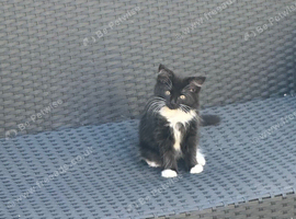 Kittens &pound;80
