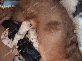 Labradoodle puppies