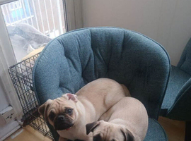 Pugs