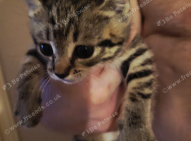 Tabby and black avaliable