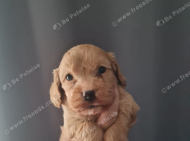 Beautiful Cavapoo Puppies
