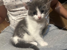 Kitten