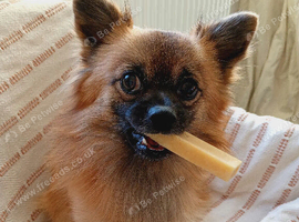 Midge-18mth intact submissive sweet Pomchi needs new home