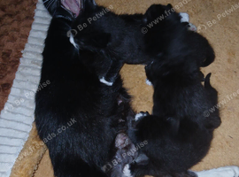 Kittens available