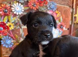 Beautiful Terrier Mix Puppies &ndash; Ready Now.