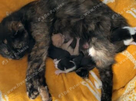 Kittens for sale!!