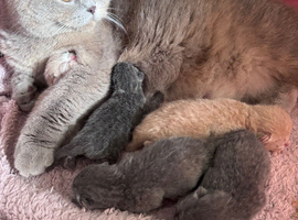 Adorable kittens &ndash; 3 grey girls & 2 cream boys