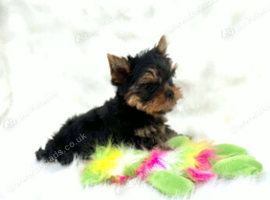 Teacup Yorkshire Terrier pups