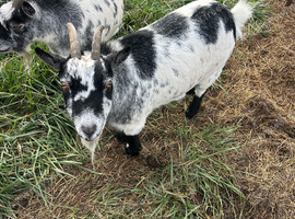 Pygmy goats for sale