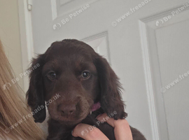 Last female 9 weeks old Cockapoo